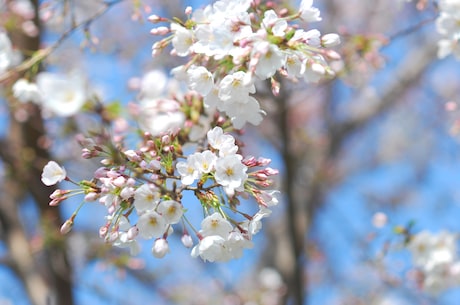 姐妹花(姐妹花：亲情永恒的象征)