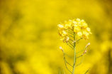 踏花归去马蹄香——油菜花盛宴