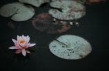 并蒂莲花(并蒂莲花 —— 道家文化佳作)